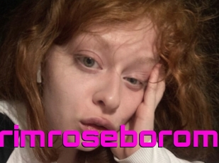Primroseborom