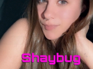 Shaybug